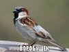 Аватар