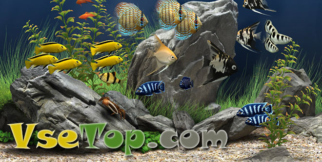 Скринсейвер Dream Aquarium – аквариум на рабочий стол Скринсейвер Dream Aquarium – аквариум на рабочий стол