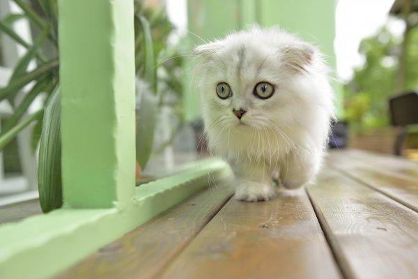 Лучшие обои за неделю