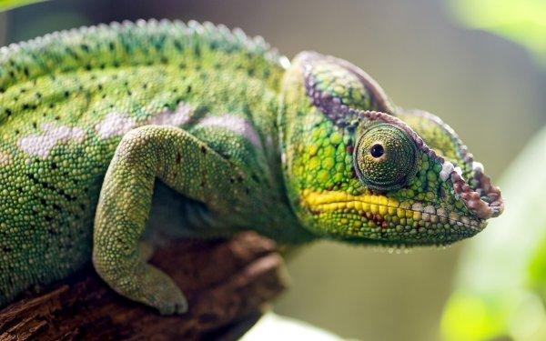 Самые лучшие и интересные обои за неделю