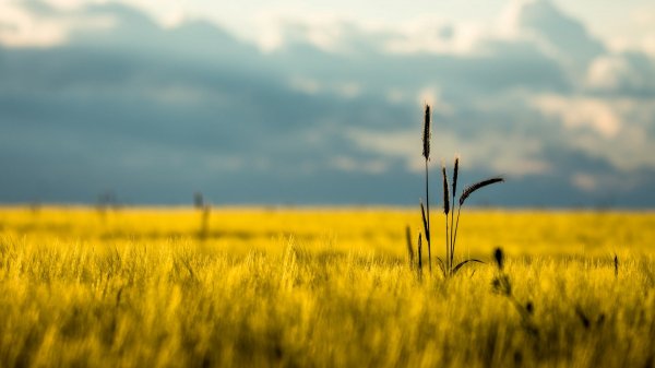 Осенние обои с летними воспоминаниями