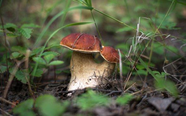 Яркие краски осени в лучших обоях за неделю